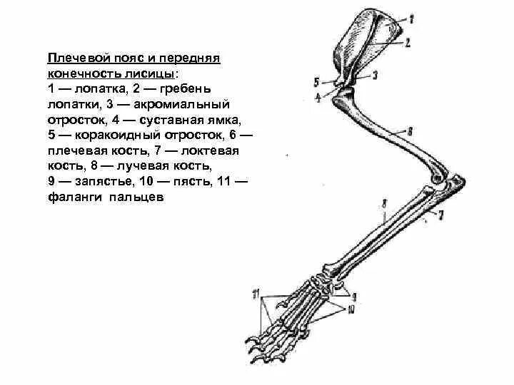 Скелет передних конечностей у млекопитающих. Кости пояса задних конечностей у млекопитающих. Кости плечевого пояса млекопитающих. Строение плечевого пояса и скелета передней конечности лисицы. Пояс передних конечностей и скелет передних конечностей.