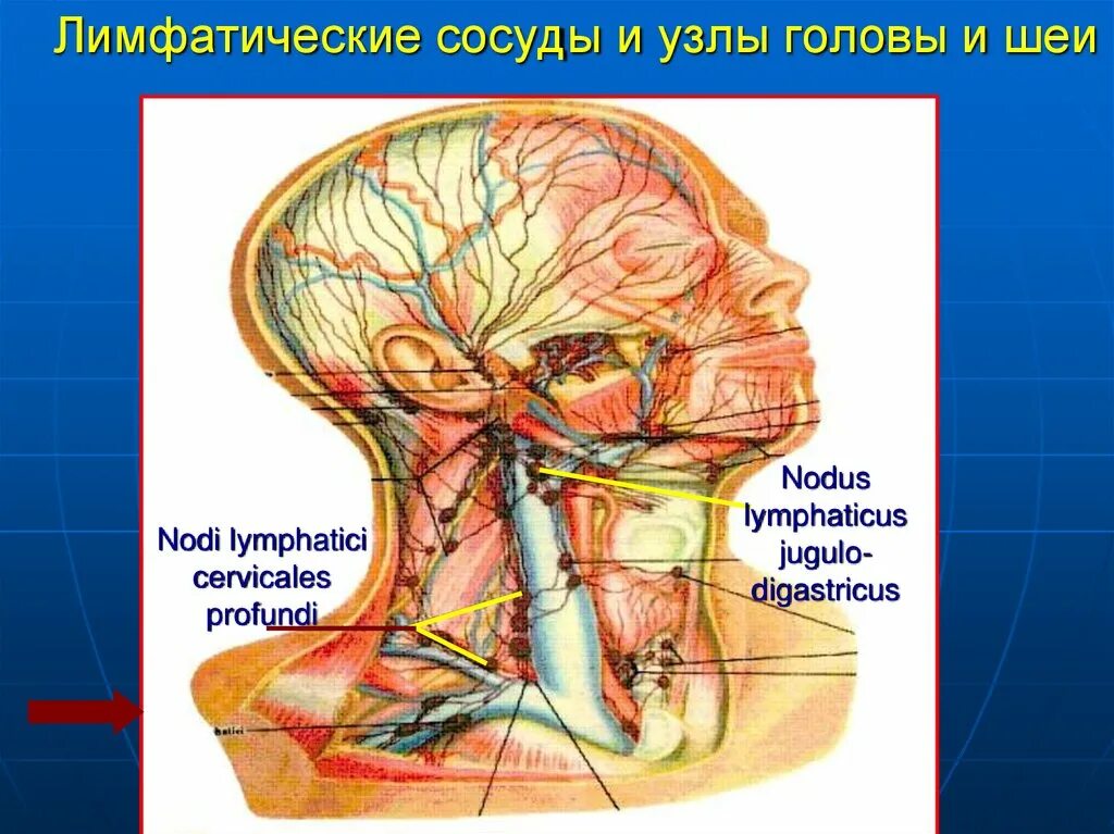 Глубокий лимфатический сосуд. Лимфатические сосуды отток лимфы. Лимфатическая система головы человека. Лимфатические сосуды головы и шеи.