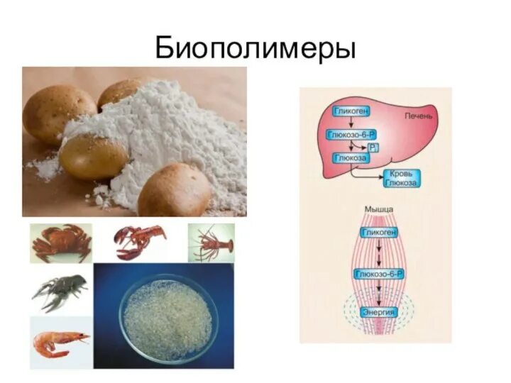 Строение крахмала амилоза и амилопектин. Полисахаридные цепи целлюлозы являются. Крахмал. Природный крахмал. Крахмал в семенах.
