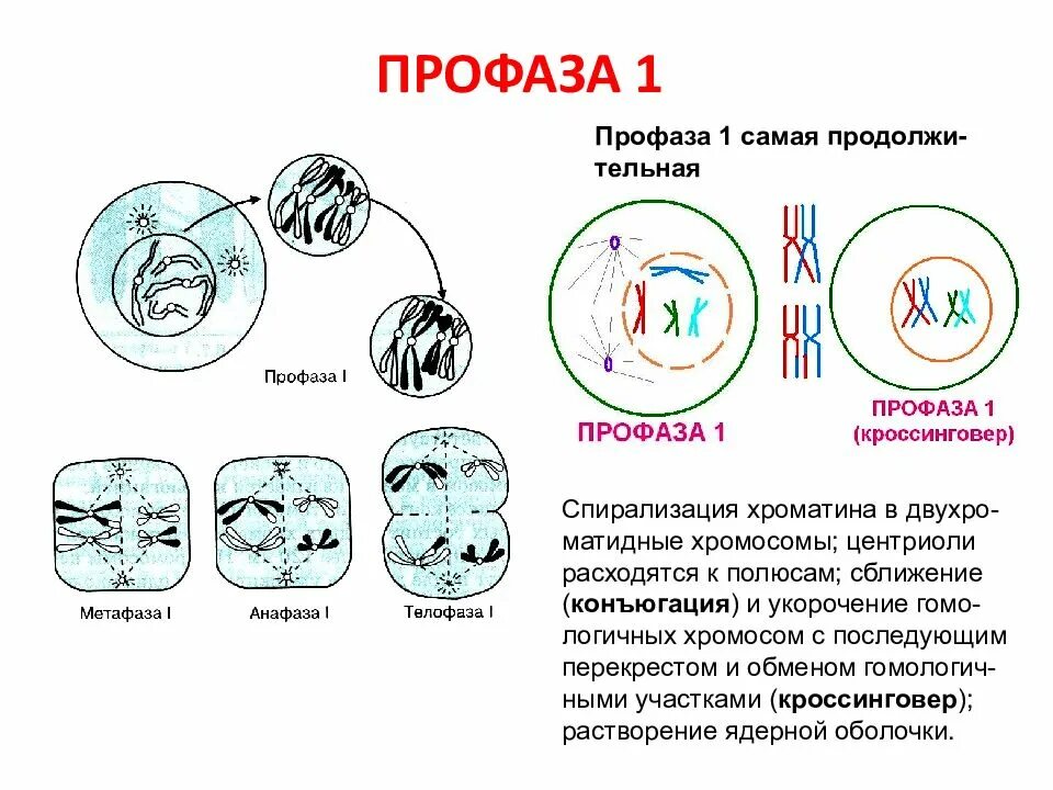 В профазе мейоза 1 происходят процессы. Профаза схема. Профаза мейоза конъюгация. Профаза строение. Центриоли в мейозе.