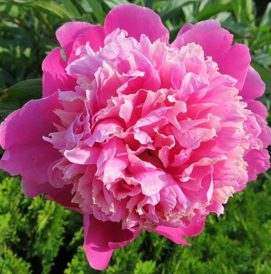 Пион яблочкина. Пион францойз ортегат. Пион молочноцветковый сьюзи кью. Пионы травянистые сорта. Madame calot пион.