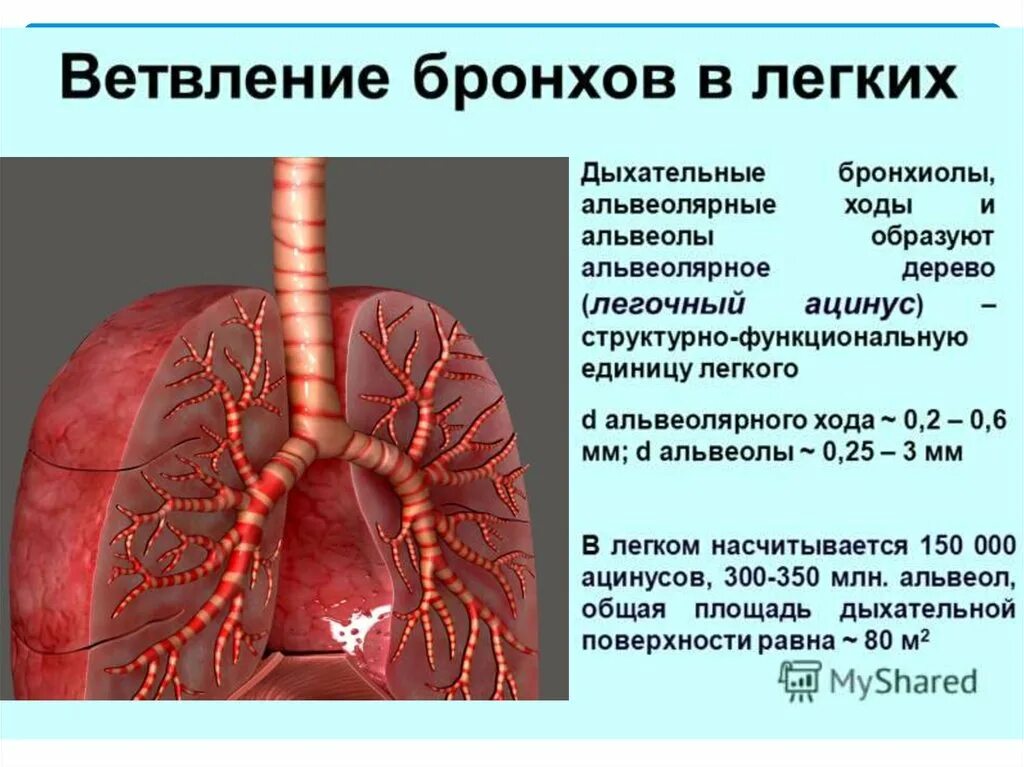 Дыхательная площадь легких. Бронхи человека. Лёгкие и бронхи. Бронхи и легкие расположение.