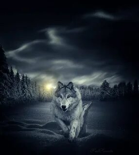 Фото одинокого волка