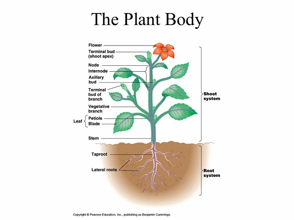 Plant. Plant structure. Plant body structures. Plant diagram.