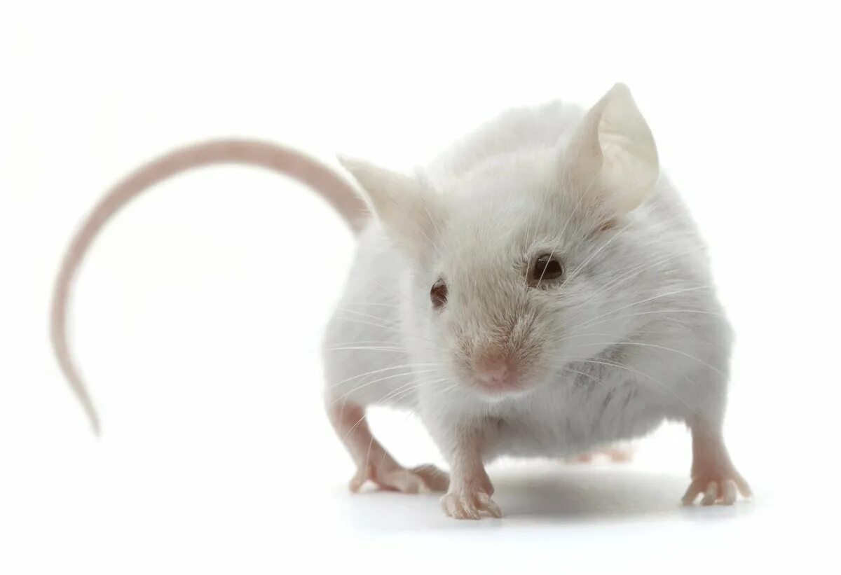 Видеть во живых мышей. Крысы породы Вистар. Крысы линии Вистар. Белая мышь. Крыса на белом фоне.
