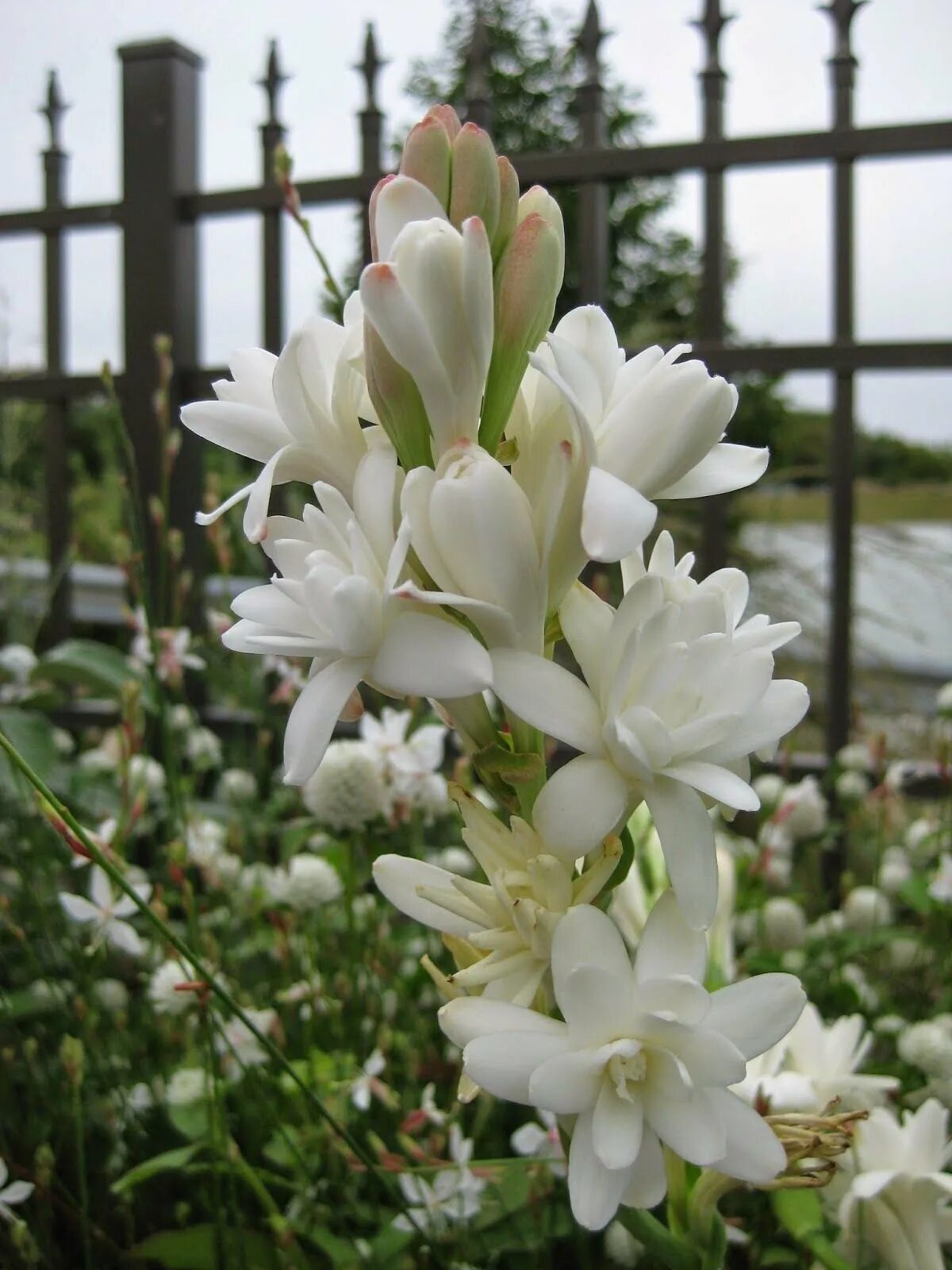 Tuberose. Полиантес Тубероза. Цветок полиантес Тубероза. Тубероза (Polianthes tuberosa). Тубероза (полиантес клубненосный).