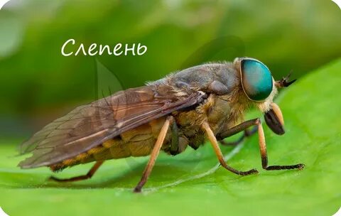 Raisa терең жұлдыру порно онлайн