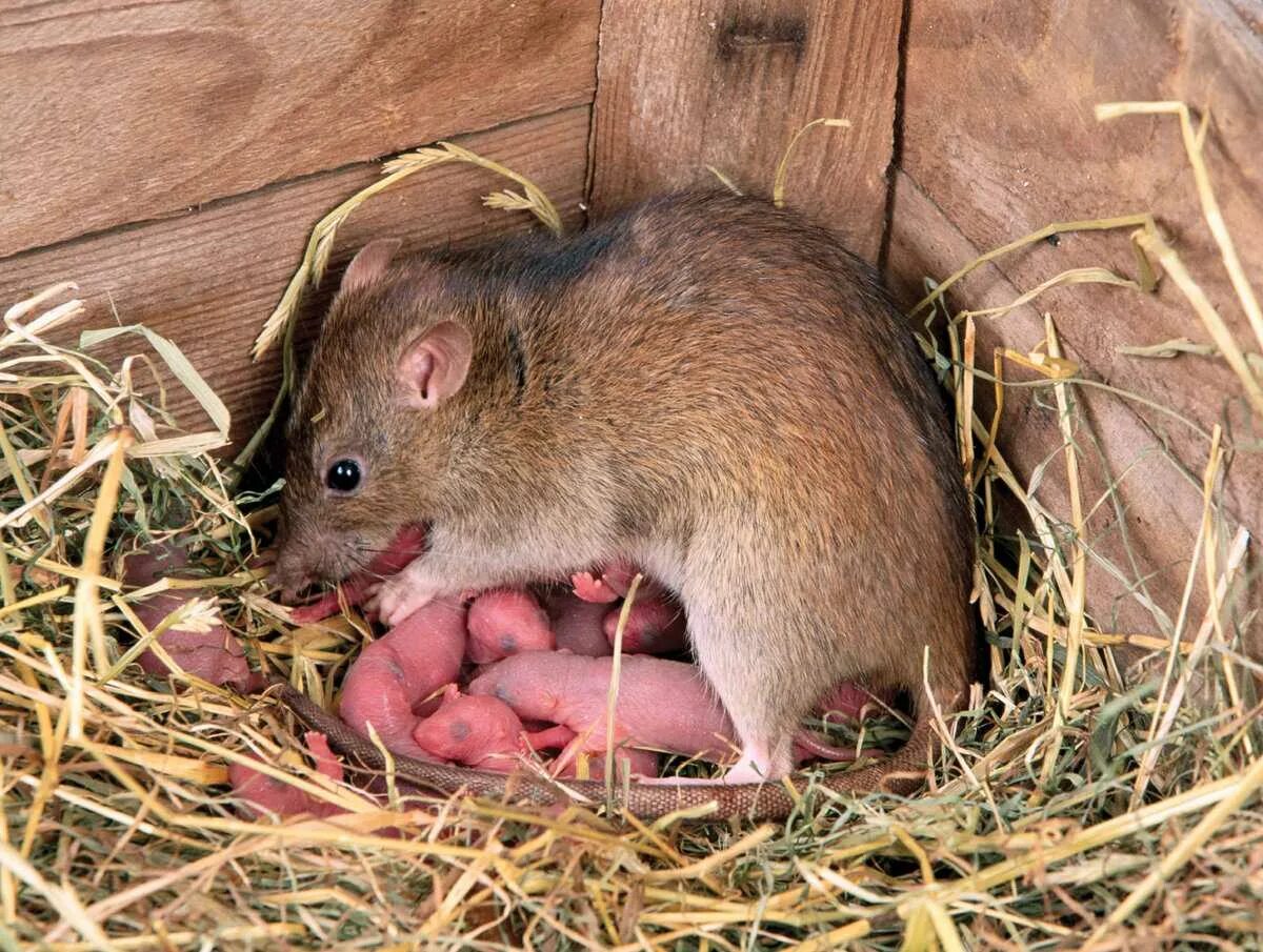 Где обитает маленький. Полевая крыса Пасюк. Полевая мышь. Мышка домашняя.