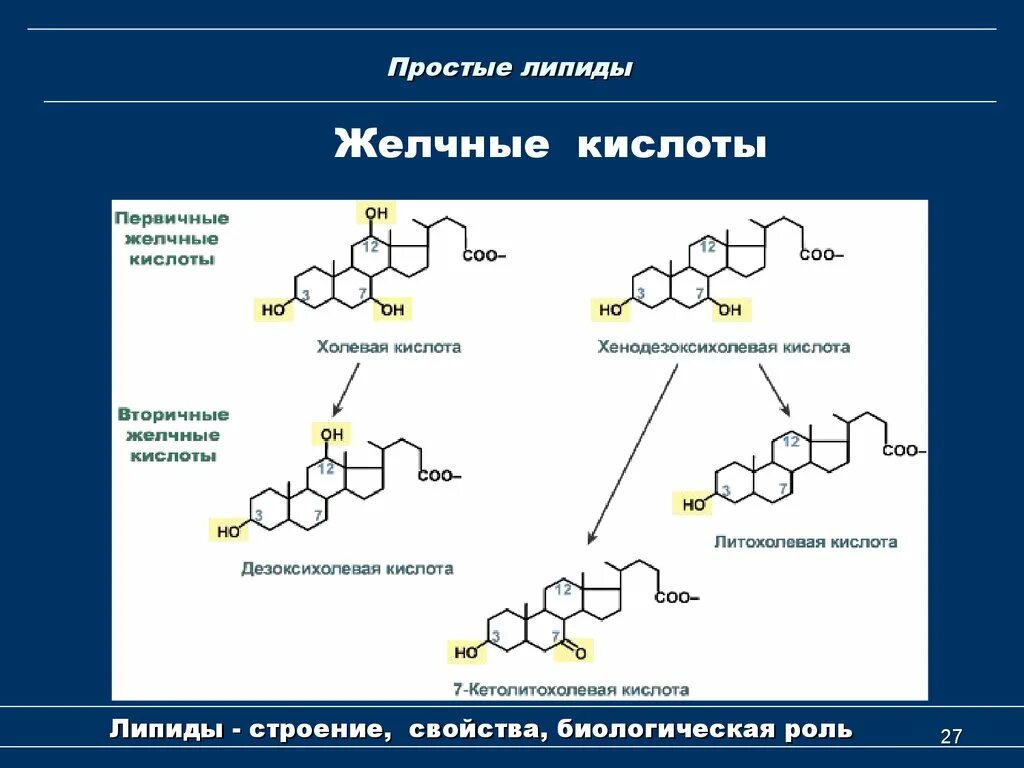 Парные желчные кислоты строение. Липиды желчных кислот. Первичные и вторичные желчные кислоты. Первичные и вторичные желчные кислоты формулы. Вторичные желчные кислоты