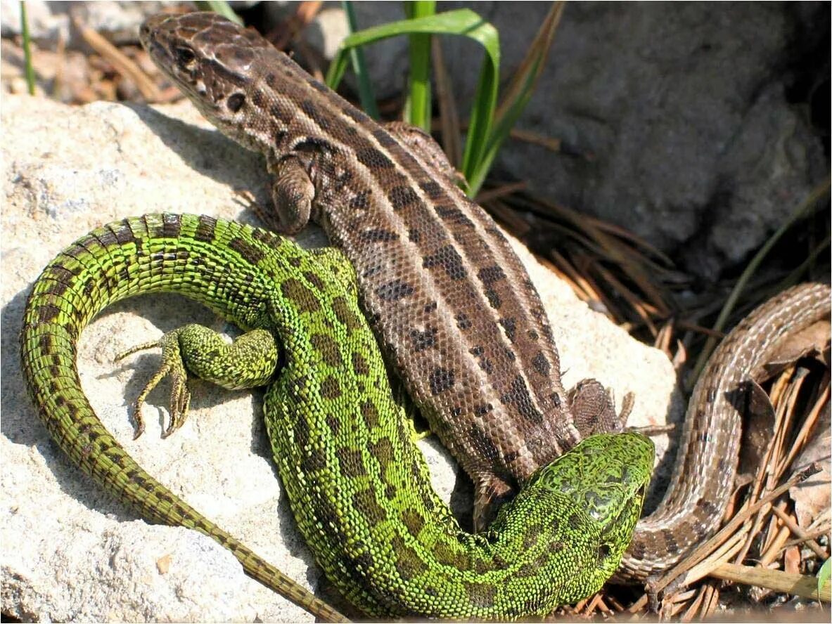 Прыткая ящерица обитает в. Ящерица прыткая Тритон. Ящерица прыткая (Lacerta Agilis Linnaeus). Ящерица прыткая, обыкновенная - Lacerta Agilis. Ящерица прыткая (лат. Lacerta Agilis).