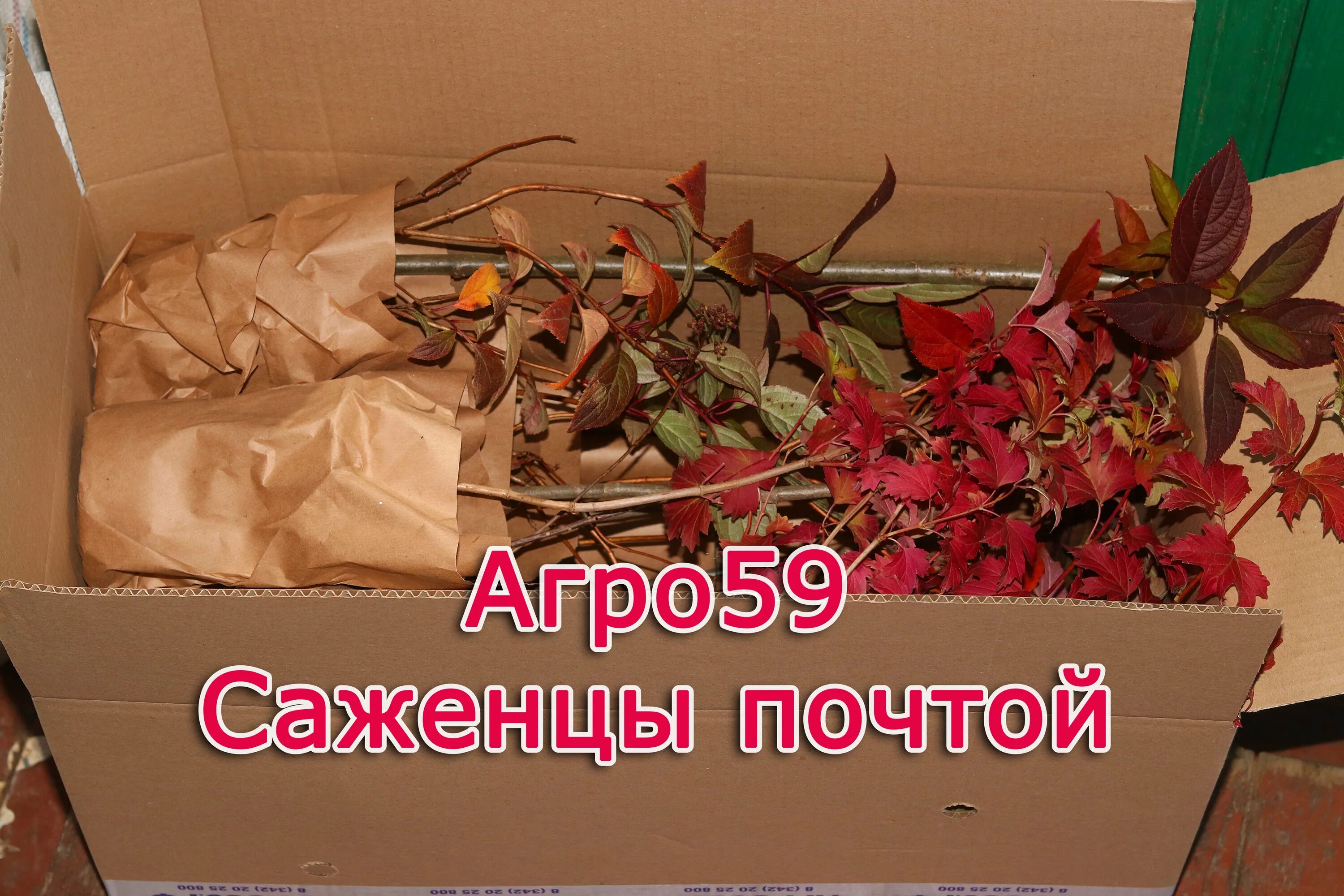 саженцы почтой наложенным платежом без предоплаты. роза кордана малиновая керри. упаковка для рассады. саженцы почтой наложенным платежом без предоплаты. саженцы наложенным платежом.