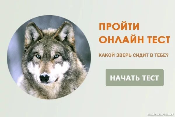 Назовите животное тест. Тест на животное по характеру. Тест какой ты зверь. Тест какое ты животное. Тест какое ты животное в душе.