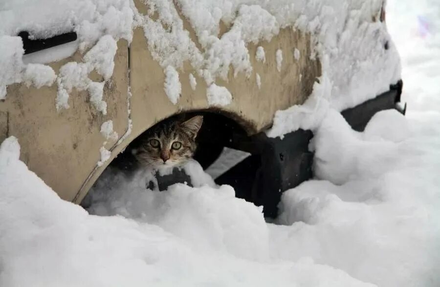 Бездомные кошки зимой. Бездомный кот зима. Бездомный кот снег. Бродячие кошки зимой.