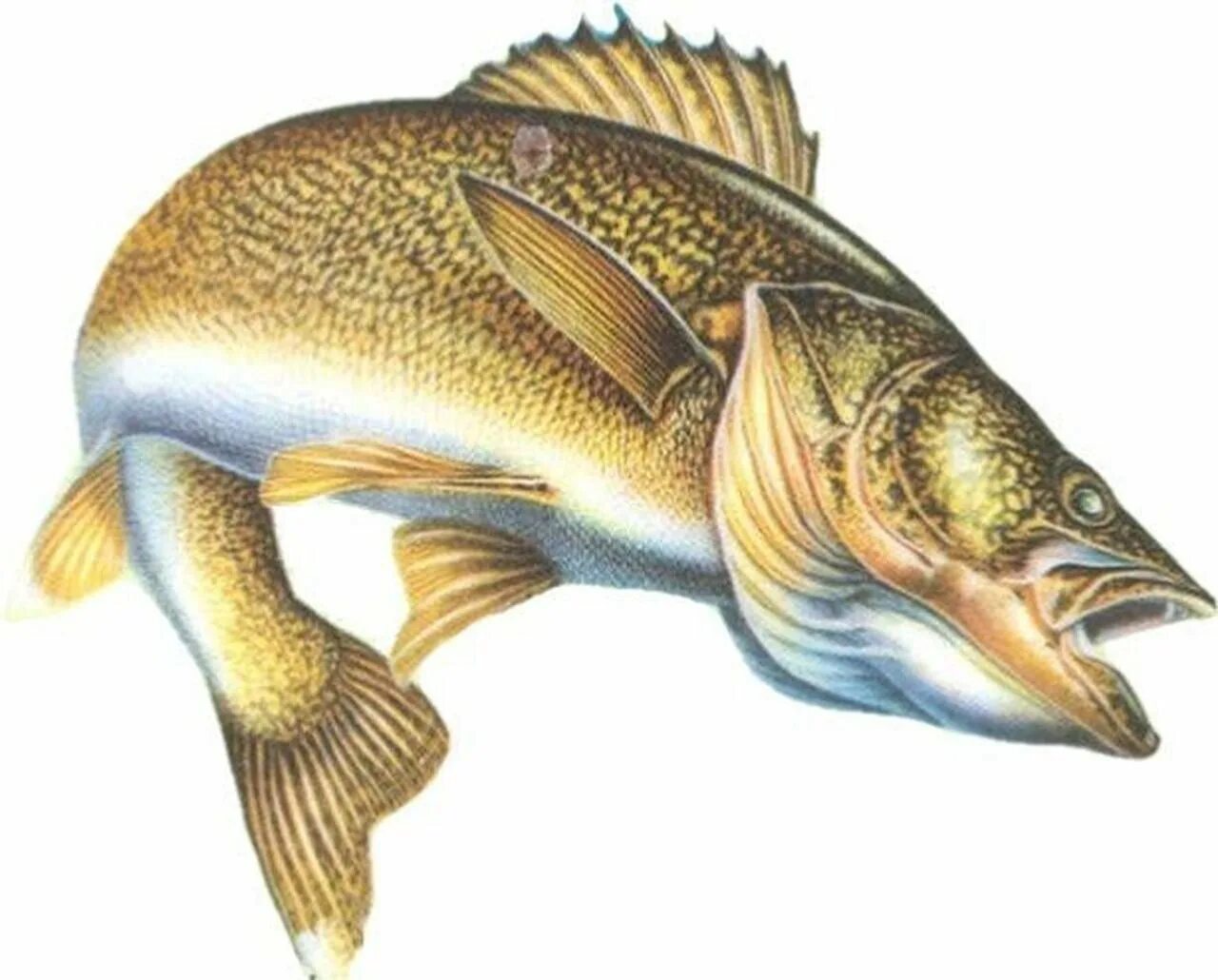 судак на 100 кг. судак рыба и щука. щука на белом фоне. щука вид сверху. судак рыба щука.