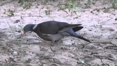 Дикий голубь ворковал на вершине высокой сосны
