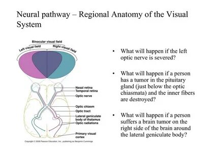 Visual system
