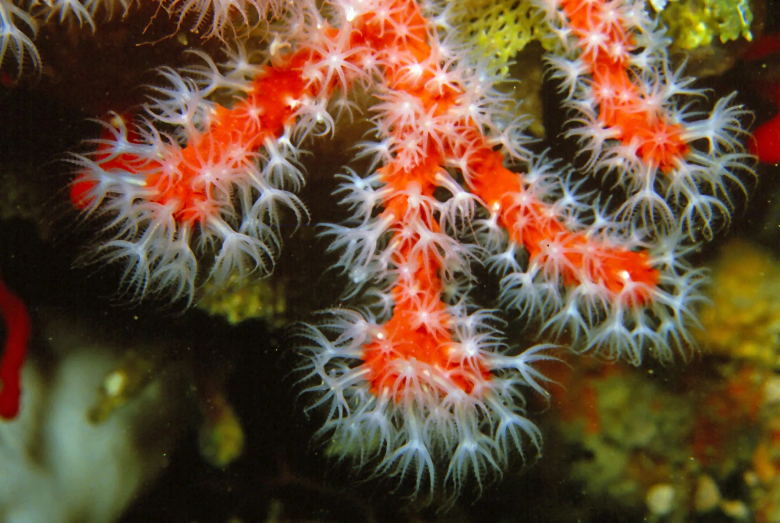 Red coral. Восьмилучевые коралловые полипы. Коралловые полипы альционарии. Corallium rubrum. Коралловые полипы красный коралл.