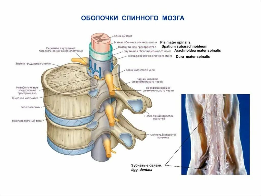 Мягкая оболочка спинного. 3 Оболочки спинного мозга. Функции мягкой оболочки спинного мозга. Мягкая мозговая оболочка спинного мозга. Дуральный мешок спинного мозга.