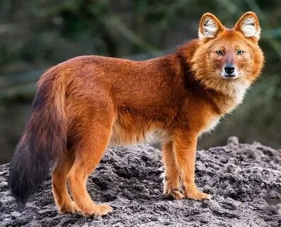 Дачада досының əйелін силау