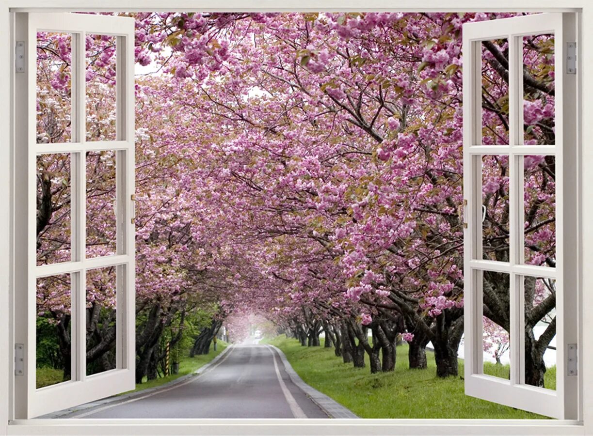Blossom 3. Фотообои окно в природу. Вид и окна Сакура. Фотообои вид из окна на сад. Вид из окна Сакура.