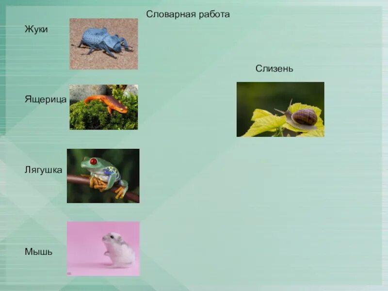 Цепь питания с лягушкой. Пищевая цепочка с ящерицей. Пищевая цепочка с лягушкой. Пищевая цепь с ящерицей. Цепь питания капуста СЛИЗЕНЬ жаба.