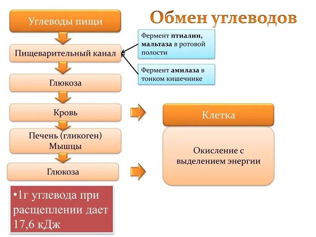 Распад углеводов в организме. Обмен веществ этапы обмена белков жиров углеводов. Схема обмена белков жиров и углеводов 8 класс. Обмен углеводов в организме человека схема 8 класс. Схема обменных процессов углеводов.