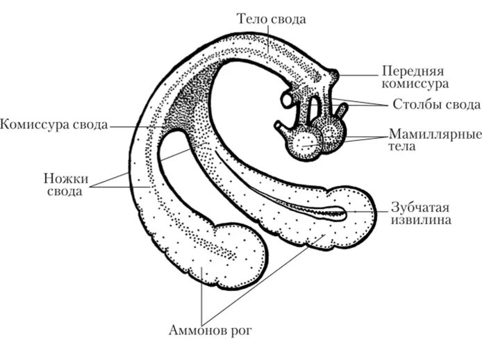 Гиппокамп анатомия. Аммонов Рог гиппокампа. Свод головного мозга схема. Свод гиппокамп и передняя комиссура. Свод головного мозга