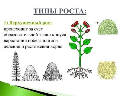 Способы роста растений