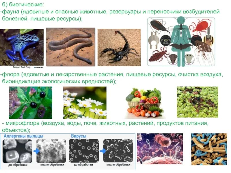 Пищевые ресурсы животных. Ресурсы пищевых растений. ядовитые растения и животные. животные и пищевые ресурсы. опасные растения и животные для человека.