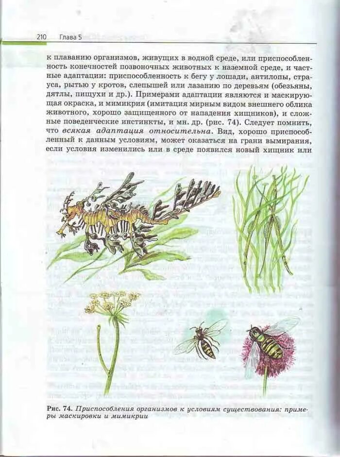 Биология 10-11 класс Каменский а.а., Криксунов е.а., Пасечник в.в... Биология 11 класс учебник Каменский.