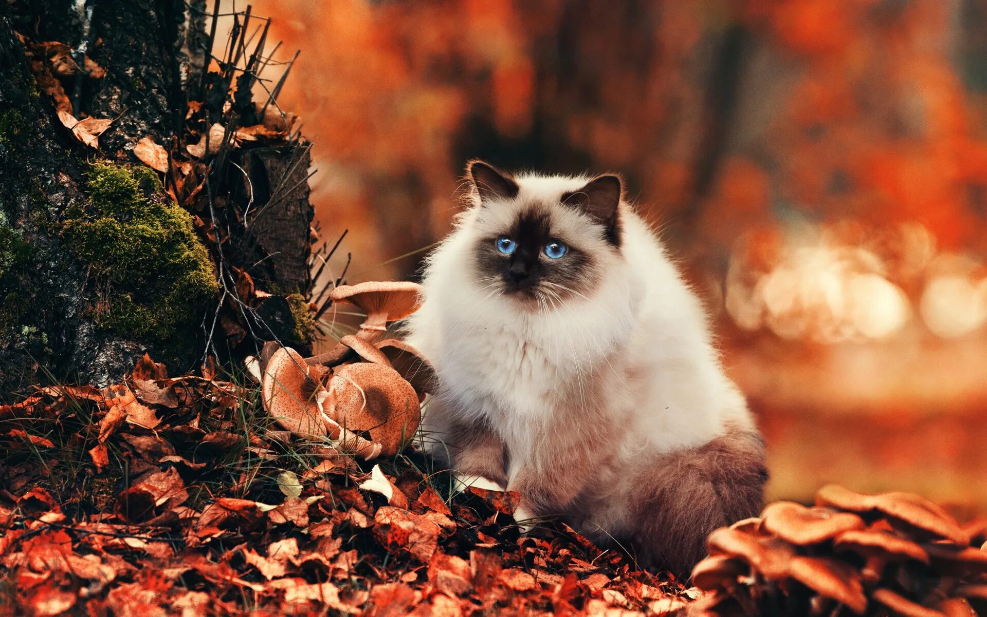 Заставка на рабочий животные. Животные осенью. Кот осень. Природа и животные. Сиамская кошка осень.