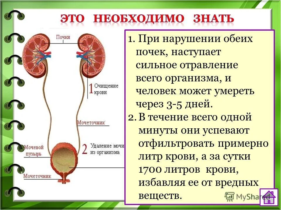 Через какие органы выделения