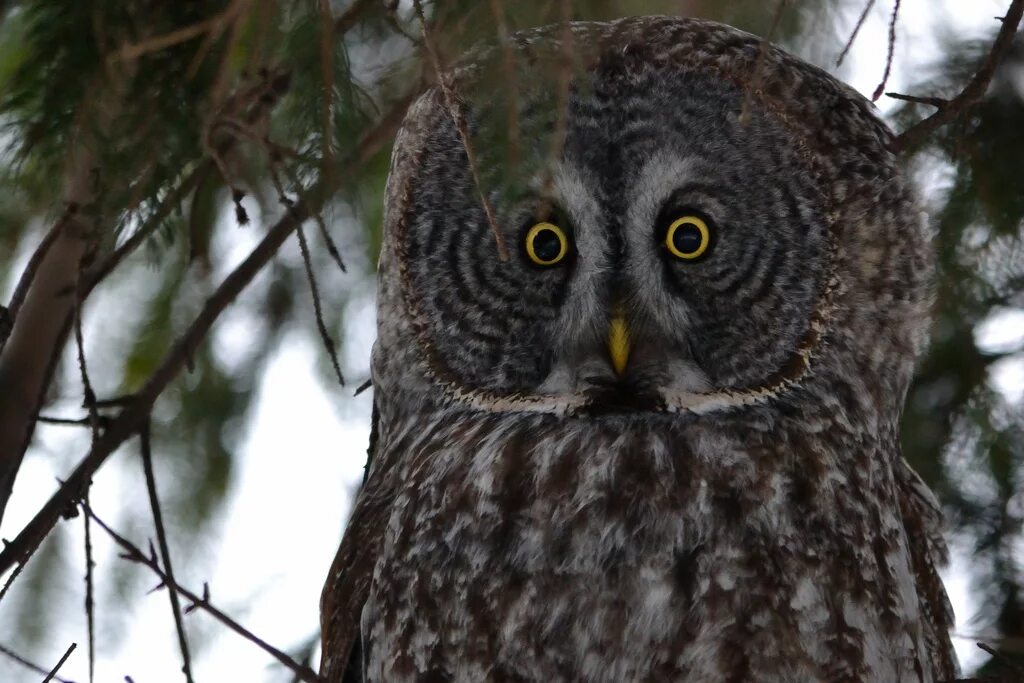 Филин сова неясыть. Сибирский филин. Филин пугач. Сова неясыть. Русский филина.