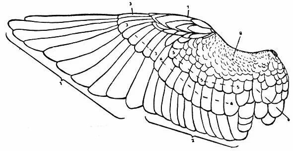 Строение крыла волнистого попугая. Крыло птицы строение. Анатомия крыла птицы. Строение крыла голубя.