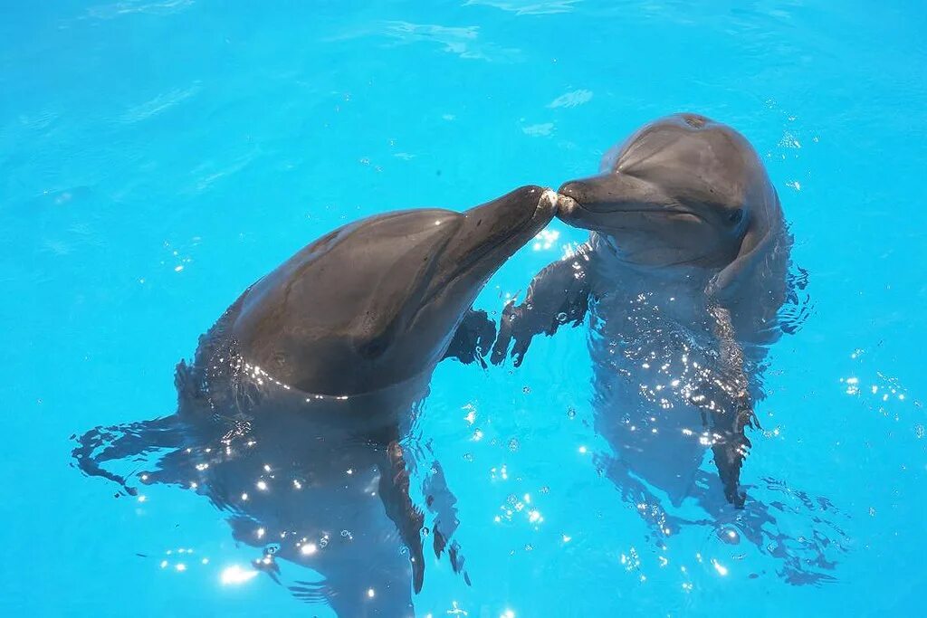Дельфины живут лет. Дельфин. Поцелуй дельфина. Поцелуй с дельфином. Два дельфина.