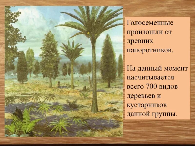 Голосеменные растения эра. Древовидные папоротники палеозойской эры. Голосеменные юрского периода. Расцвет папоротников эра. Папоротники мезозойской эры.