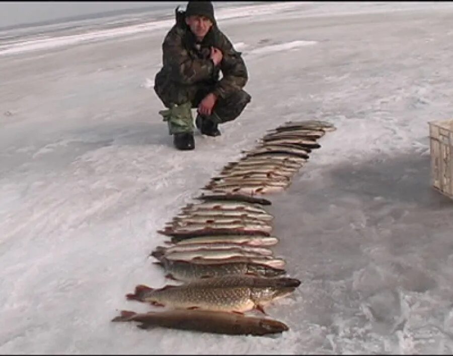 Форум рыбаков рыбинска. Рыбинское водохранилище уловы. Рыбинское водохранилище рыба. Рыба на Рыбинском водохранилище зимой. Лед на Рыбинском водохранилище сейчас.