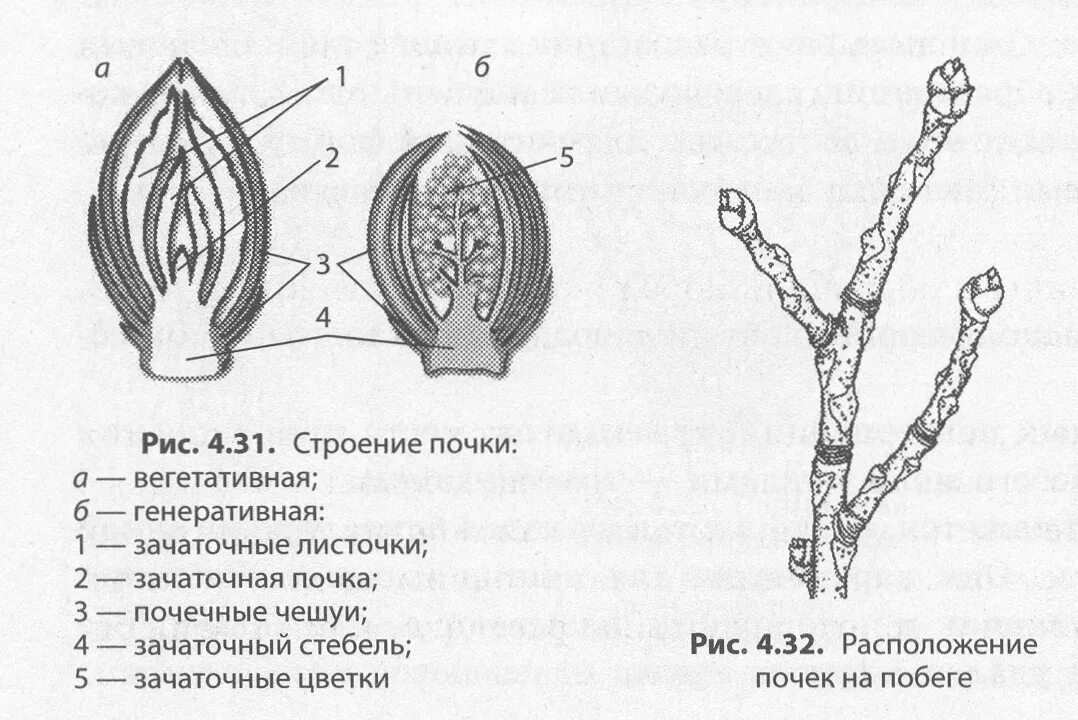 Схема строения почки растения. Строение побега вегетативной почки. Строение листовой почки. Схема почки сирени. Генеративный побег растения