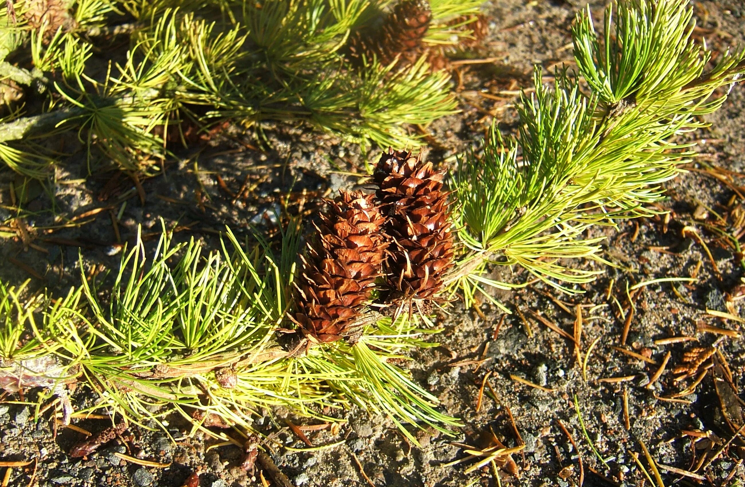 Код лиственницы. Лиственница западная larix occidentalis. лиственница сукачева (larix sukaczewii). поросль лиственницы. шишки лиственницы.
