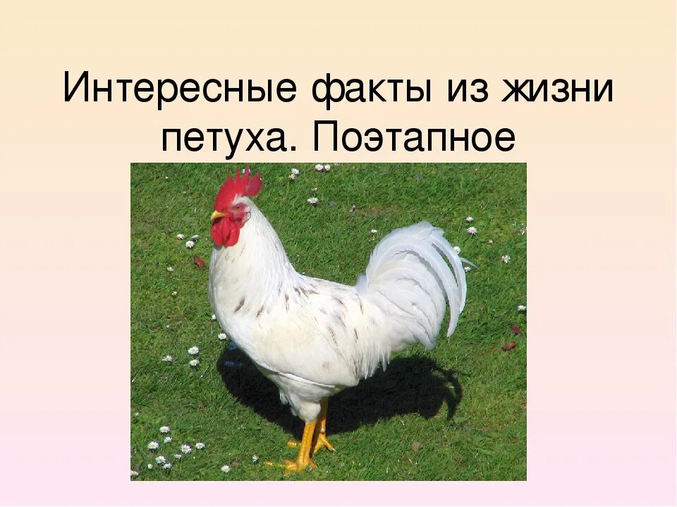 Петух жизни. Петух для презентации. доклад о петухе. факты о домашних птицах. интересные факты о курицах и петухах.