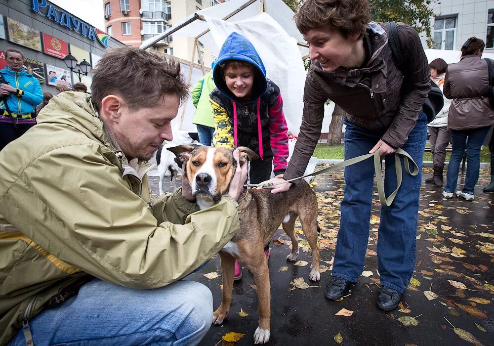 Приют человек помогите людям. Бездомные животные и человек. Приют для собак. Люди в приюте для животных. Бездомные собаки.