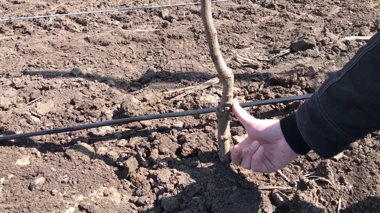 Как правильно садить яблоню весной. Посадка яблонь на подвое. Шейка саженцев яблони. Высаживание саженцев яблони. Корневая шейка у черешни.