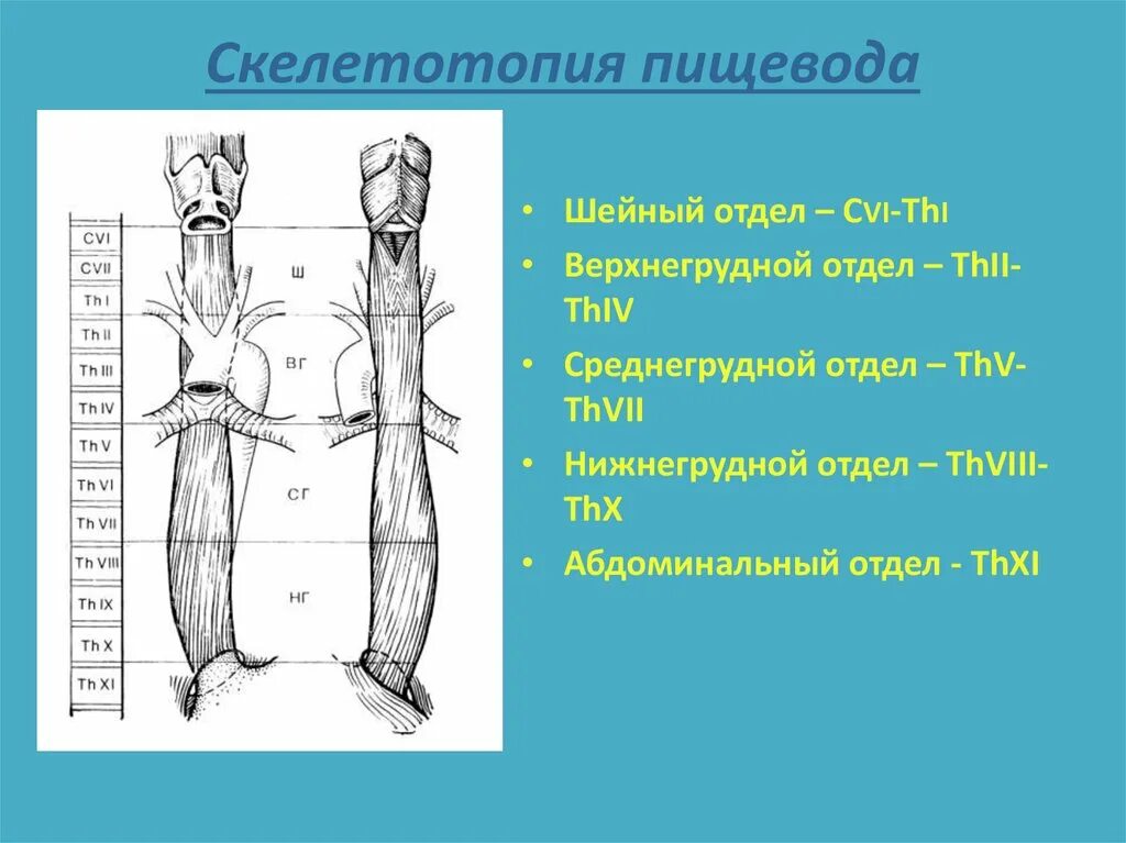 Скелетотопия шейного отдела пищевода. Суелетотопия пищевода. Скелето Тапия пищевода. Сужения пищевода скелетотопия. Шейная часть пищевода