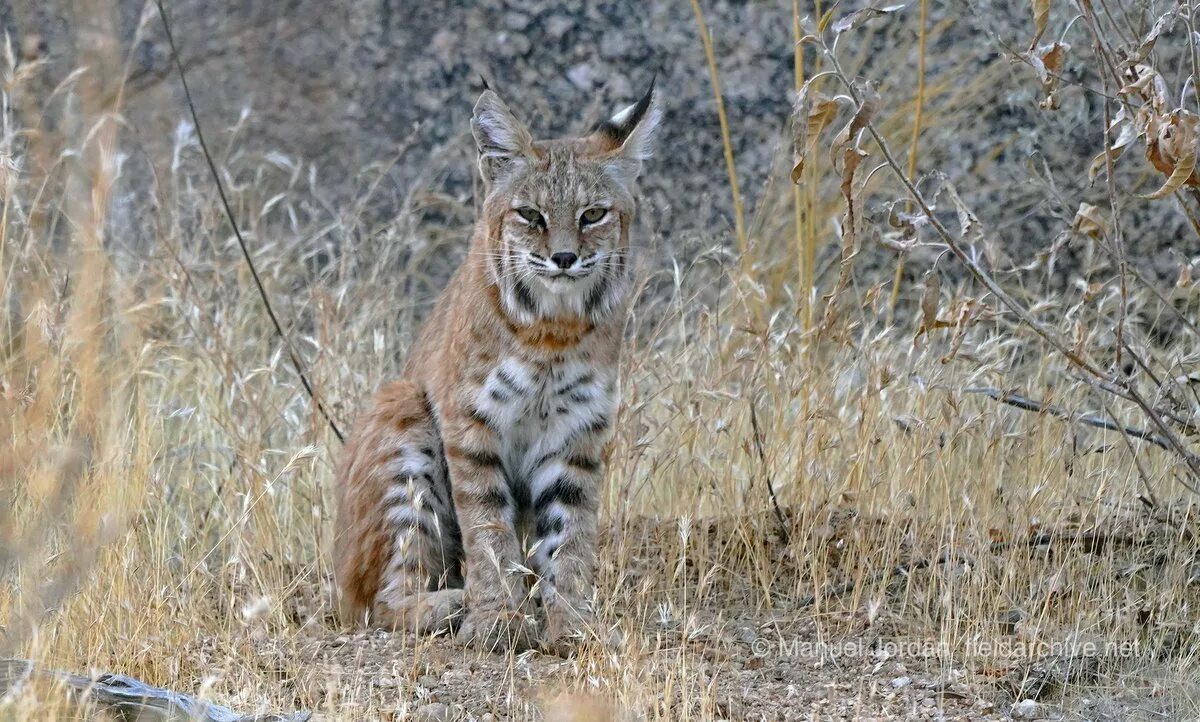 Рысь вологодская. Lynx issiodorensis. Рысь Поволжье. Рысь Самарской Луки. Дальневосточная Рысь Приморский край.