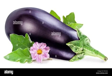 Aubergine or eggplant with aubergine flower and leaves on white background....