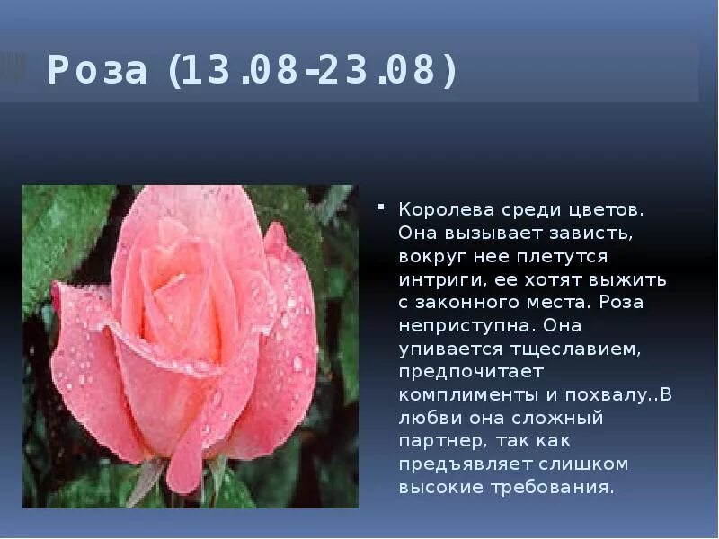 Кто ты по цветочному гороскопу. Цветы по гороскопу. Цветочный гороскоп. Цветы и растения по гороскопу. Цветы женские по знаку зодиака.