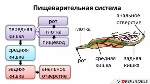 Круглые черви животные особенности пищеварительной системы