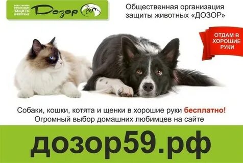 Приют для животных организация