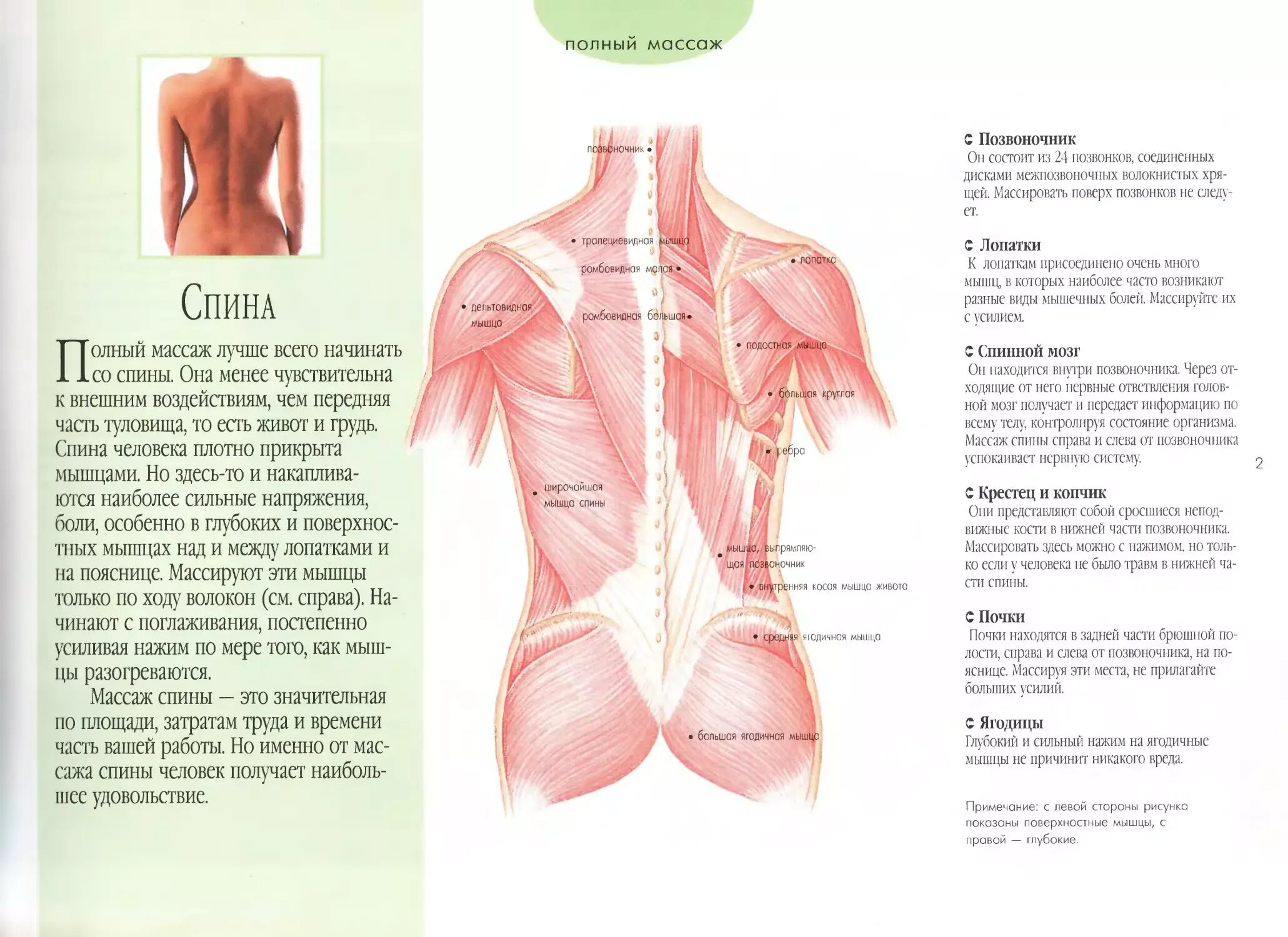 Поясница схема. Мышцы спины и шеи анатомия для массажистов. Мышцы спины для массажа анатомия мышц. Анатомия мышц спины для массажа. Мышцы спины анатомия человека для массажа.