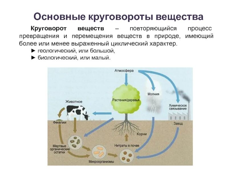 Круговорот углерода в биосфере. Составьте схему круговорота азота. Круговорот веществ азота схема. Круговорот живого вещества в биосфере. Какие животные в атмосфере